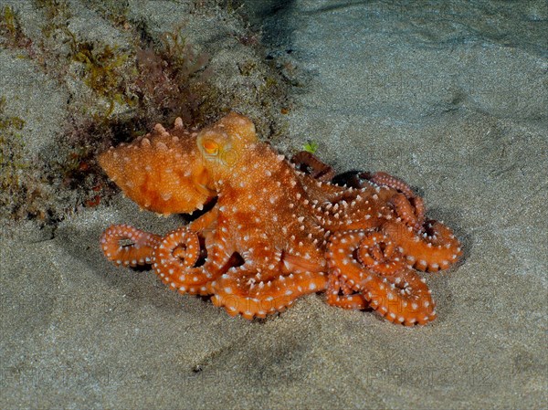 White spotted octopus