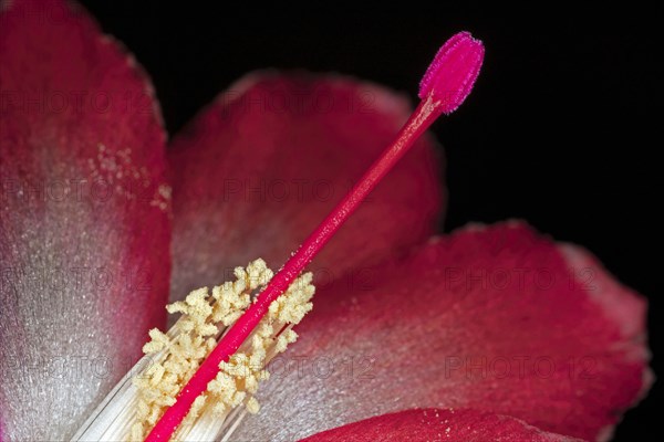 Red flower of a Schlumbergera from the cactus family