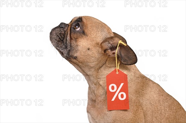 French Bulldog dog with price tag with percent sale sign isolated on white background