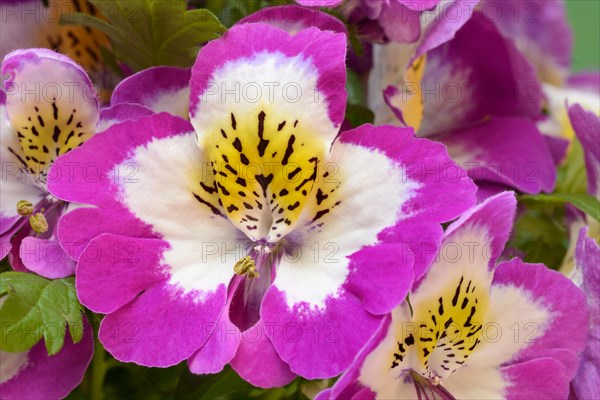 Blossoms of a Schizanthus