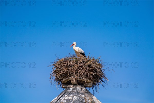 White stork