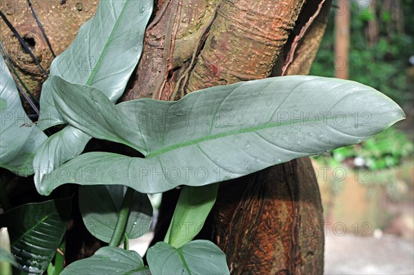 Close up of a big mature leaf of an exotic Philodendron Hastatum or Silver Sword Plant leaf