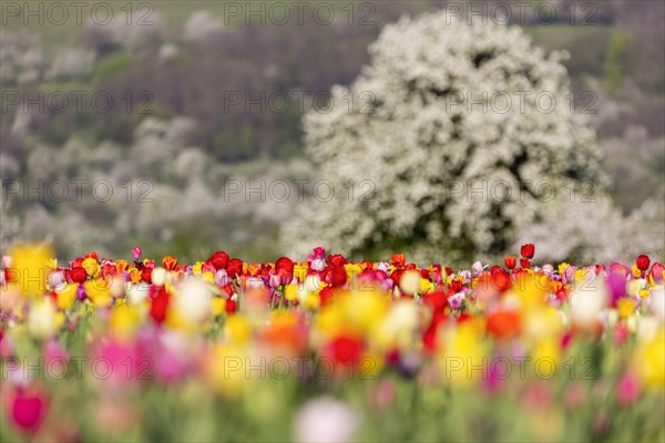 Field of flowers in front of a blossoming cherry tree