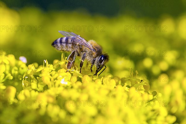 Western honey bee