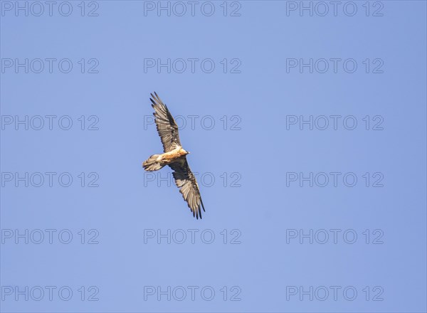 Adult bearded vulture