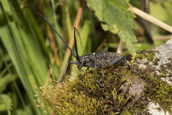 Black longhorn beetle