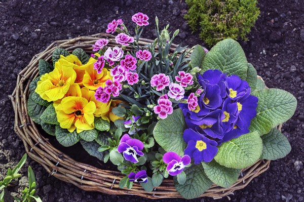 Grave decoration with primroses