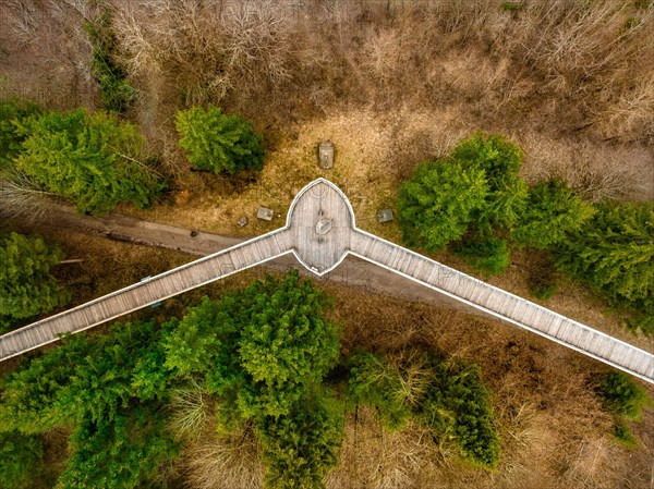 Treetop path in the forest