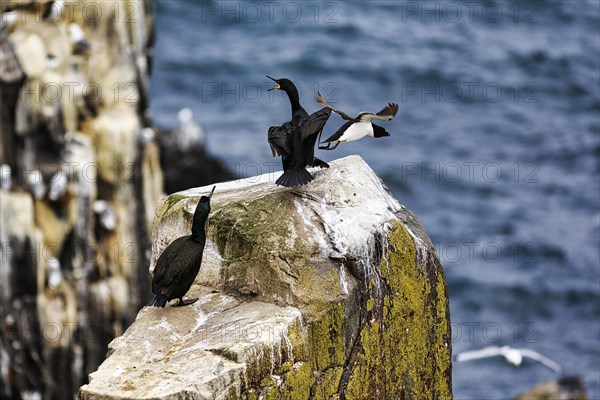 Common shag