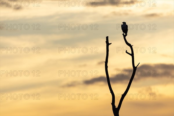 African Fish Eagle