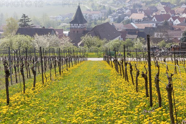 Village view Ranschbach