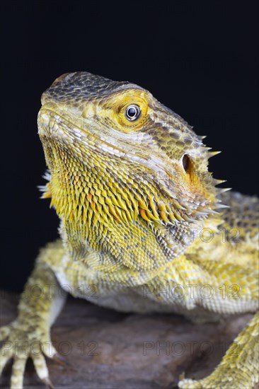 Bearded Dragon