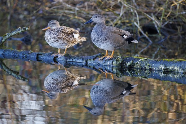 Gadwall