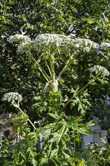 Giant hogweed