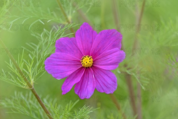 Mexican aster