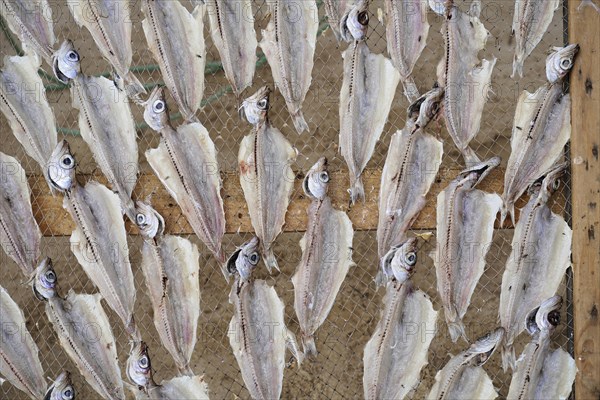 Fish drying