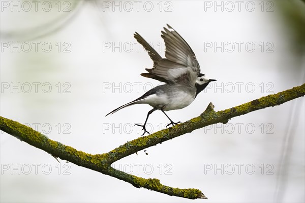 White wagtail