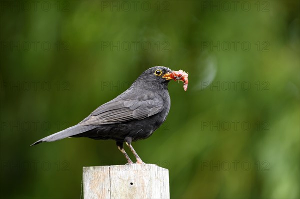 Blackbird