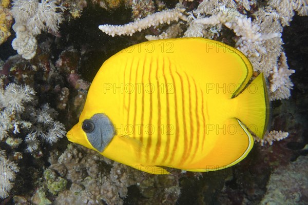 Bluecheek butterflyfish