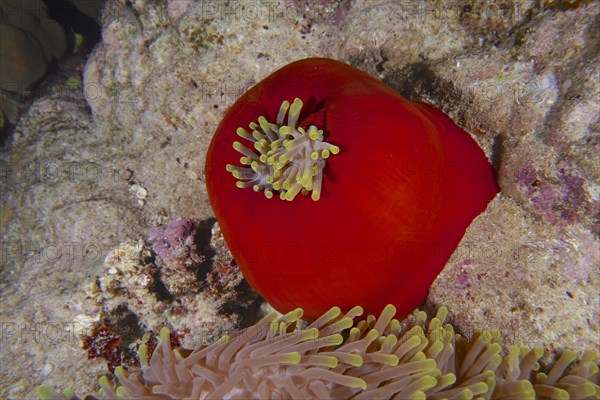 Closed splendour anemone