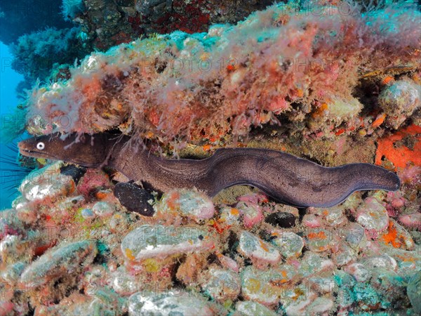 Black moray eel