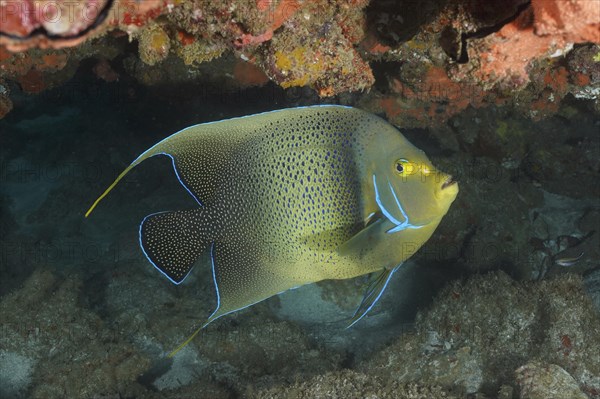 Koran angelfish