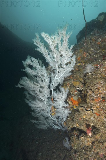 Christmas tree coral