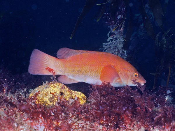 Ballan wrasse