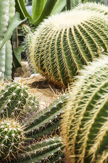 Gold ball cactus