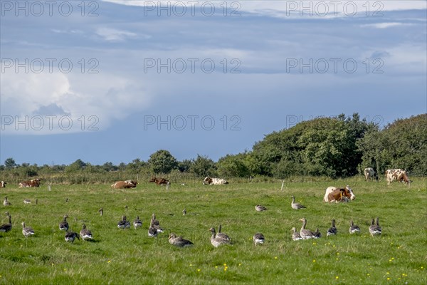 Greylag geese in a meadow