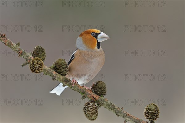 Hawfinch