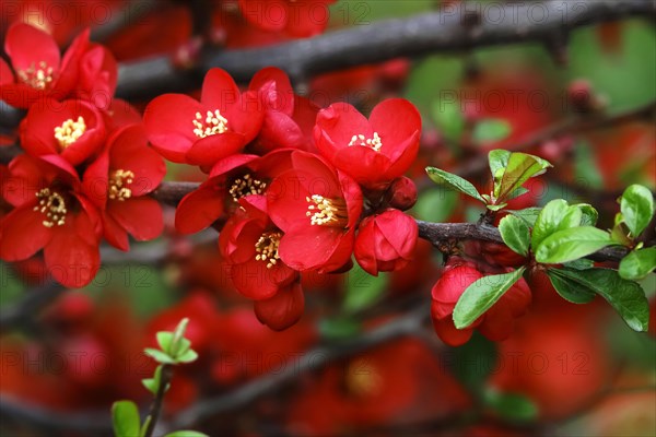 Ornamental quince