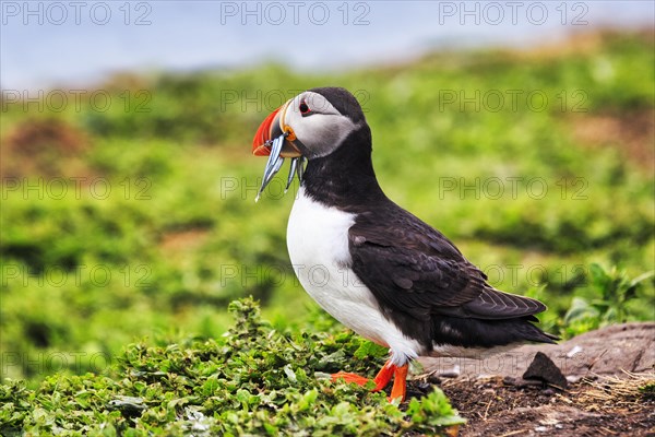 Puffin