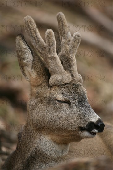 European roe deer