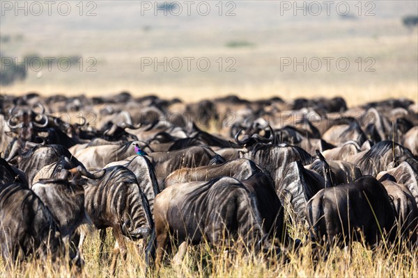 Wildebeest