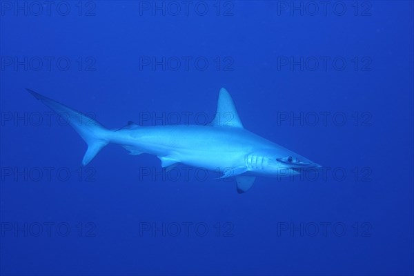 Scalloped hammerhead