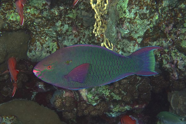 Dark parrotfish