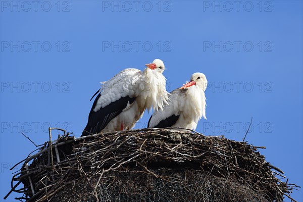 White storks