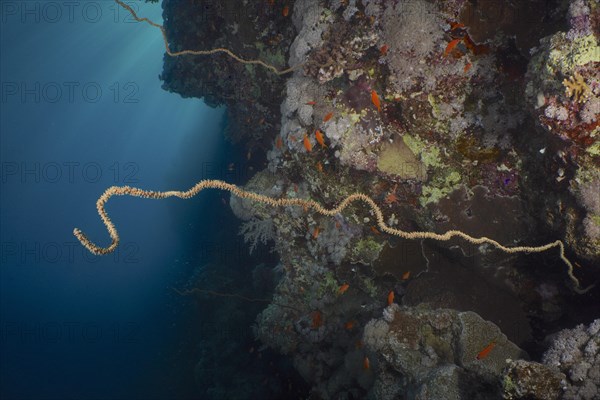 Twisted wire coral