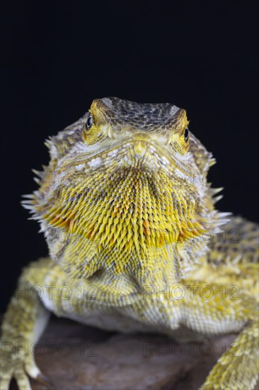 Bearded Dragon