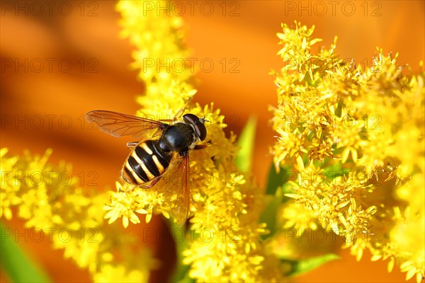 Yellow-banded peat fly