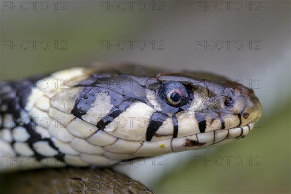 Grass snake