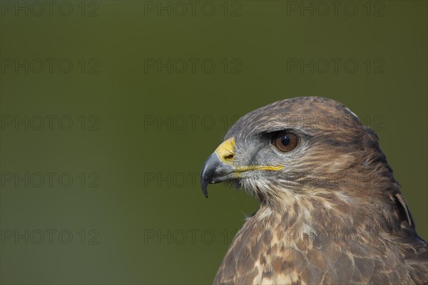 Common buzzard