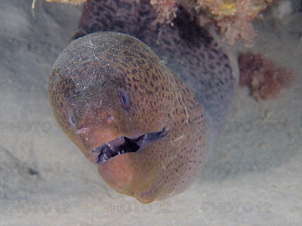 Portrait of giant moray