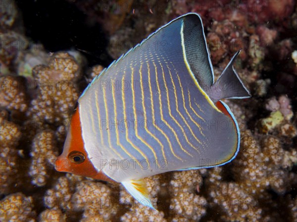 Blue chevron butterflyfish