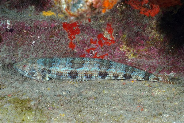 Lizardfish