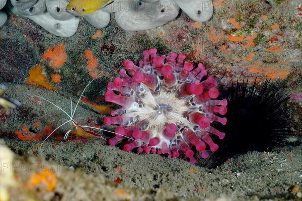 Pink club-tipped anemone