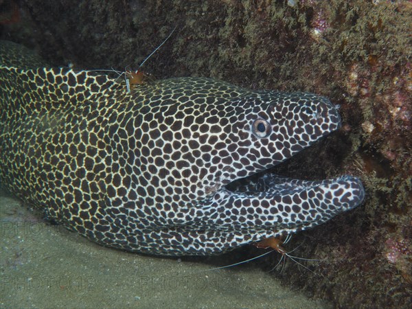 A net moray