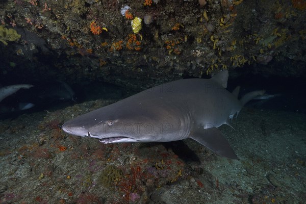 Sand tiger shark