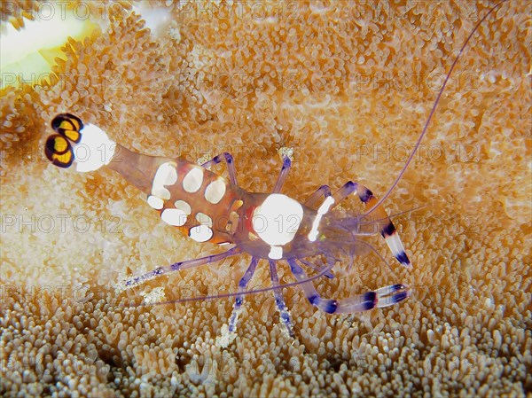 Peacock-eyed anemone shrimp